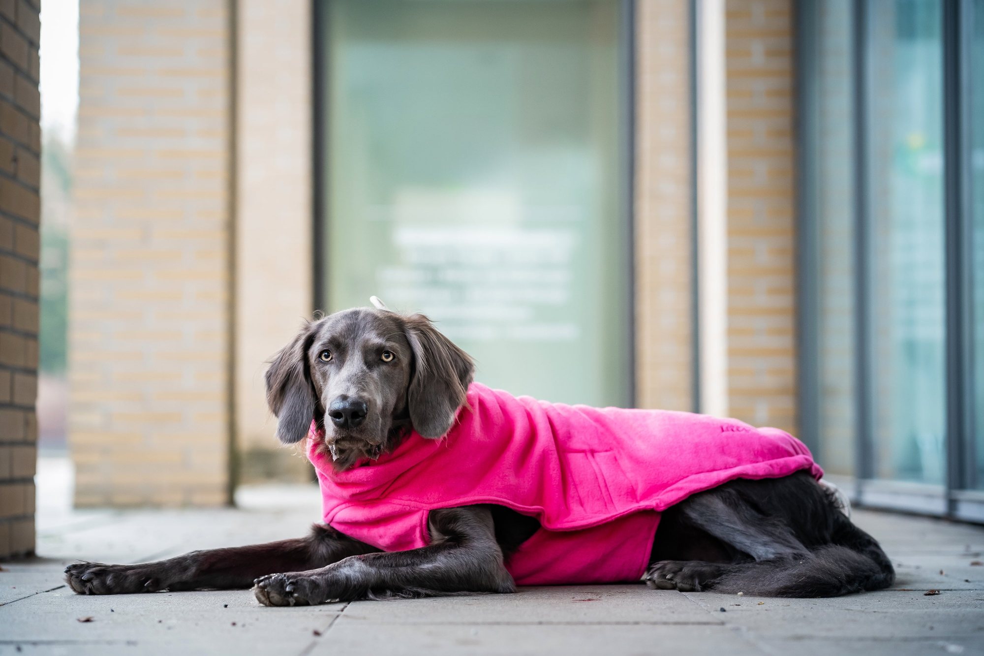 Lill's – Weimaraner im pinken Lill's-Hundepullover, liegend vor einer Hauswand (offizielles Produktfoto)